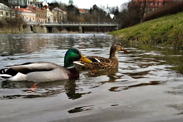 Šumný Vsetín, kategorie do 15 let 