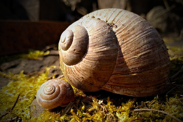 Šumný Vsetín, kategorie do 15 let 