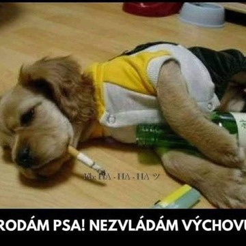 Páteční Diaenergizer 4